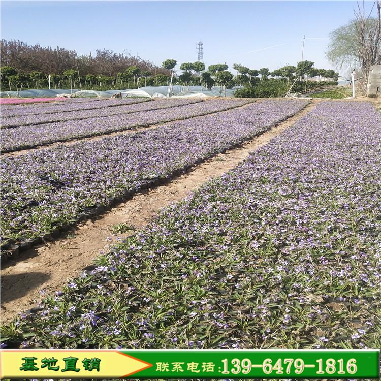紫花地丁青州基地 供应各种宿根花卉 耐寒的紫花地丁带土苗