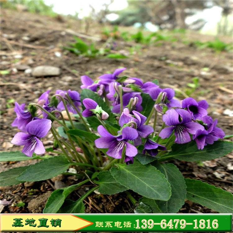 紫花地丁批发价格 早春开花公园绿化紫色小花 耐寒的紫花地丁