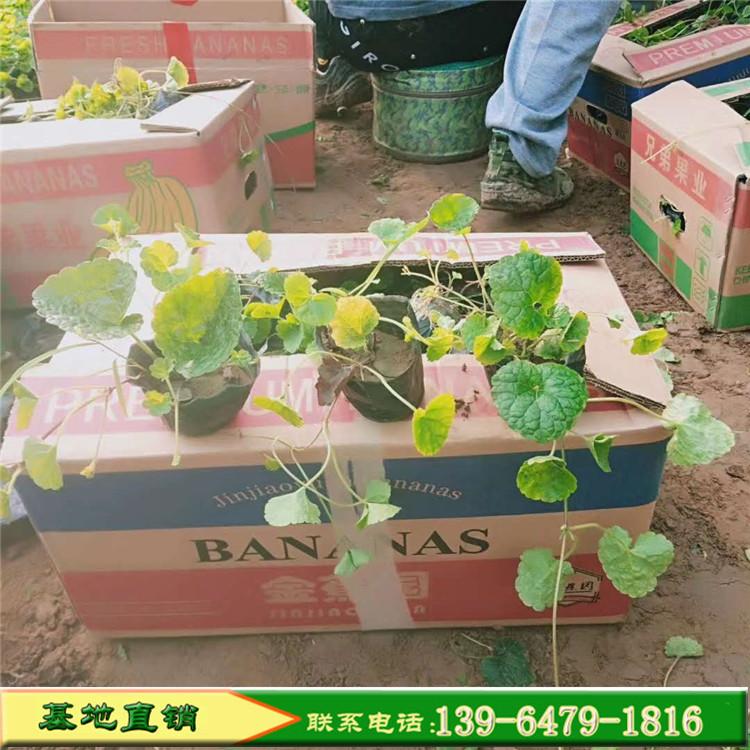 多年生草花连钱草盆栽苗 青州花卉 宿根花卉连钱草小苗
