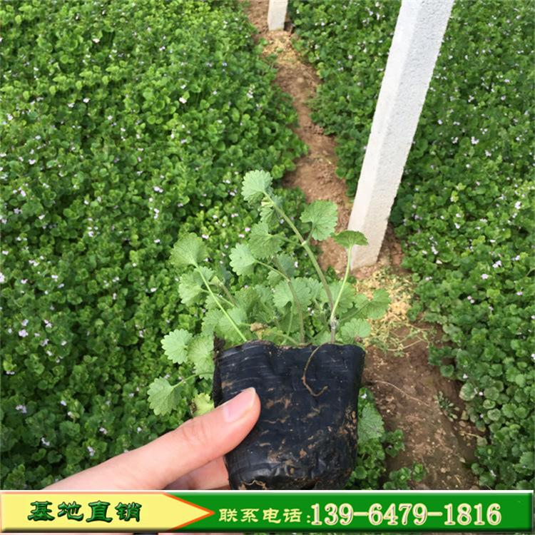 批发连钱草量大优惠 园林庭院工程小区绿化花苗 喜水植物连钱草