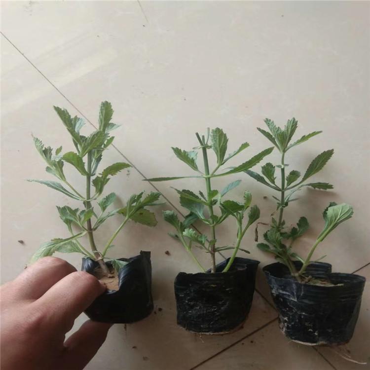 青州花卉批发  青州花卉公司 青州苗木基地