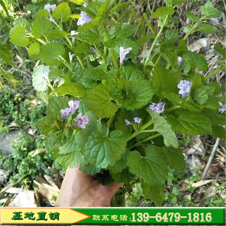 多年生草花连钱草盆栽苗 连钱草种植基地 连钱草杯苗价格