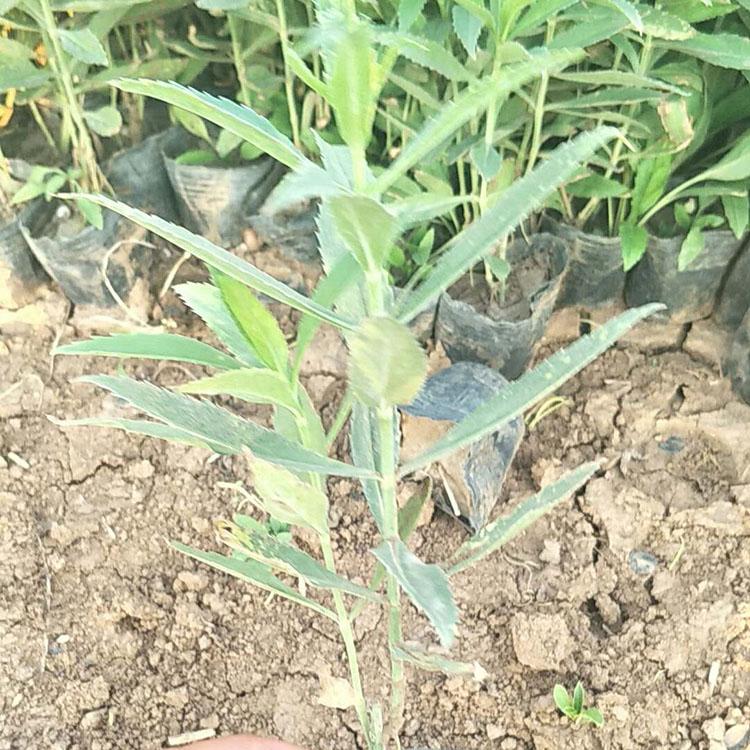 长期供应假龙头 假龙头价格 量大从优