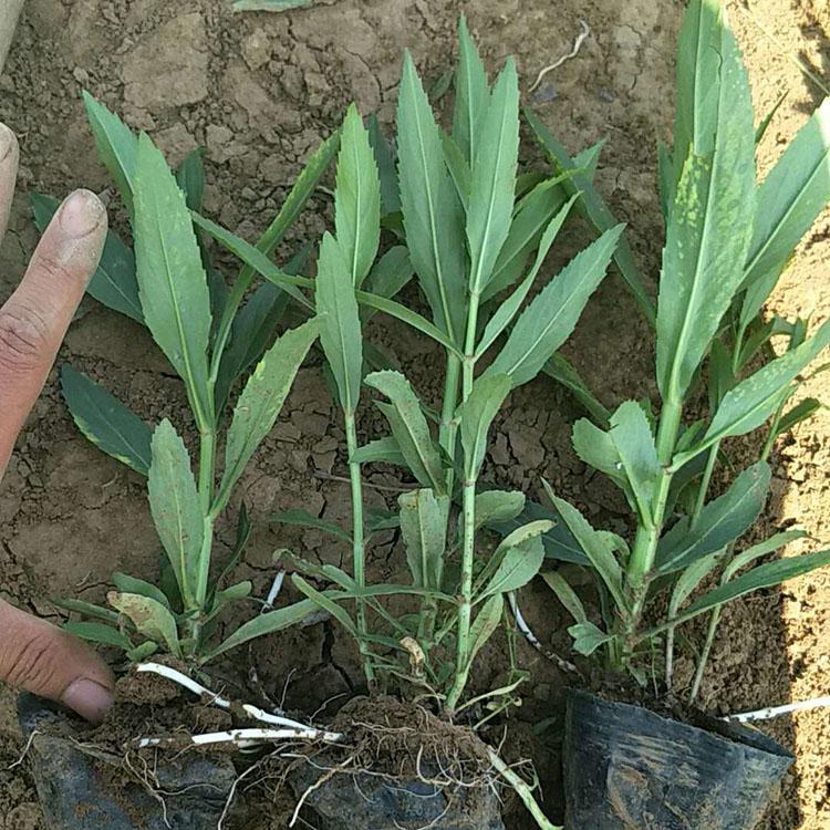 基地直销假龙头 假龙头种植基地 量大从优