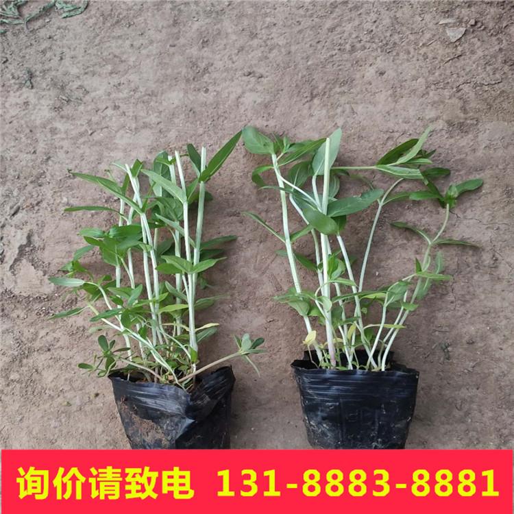 千屈菜长多高  批发千屈菜 千屈菜绿化种植基地