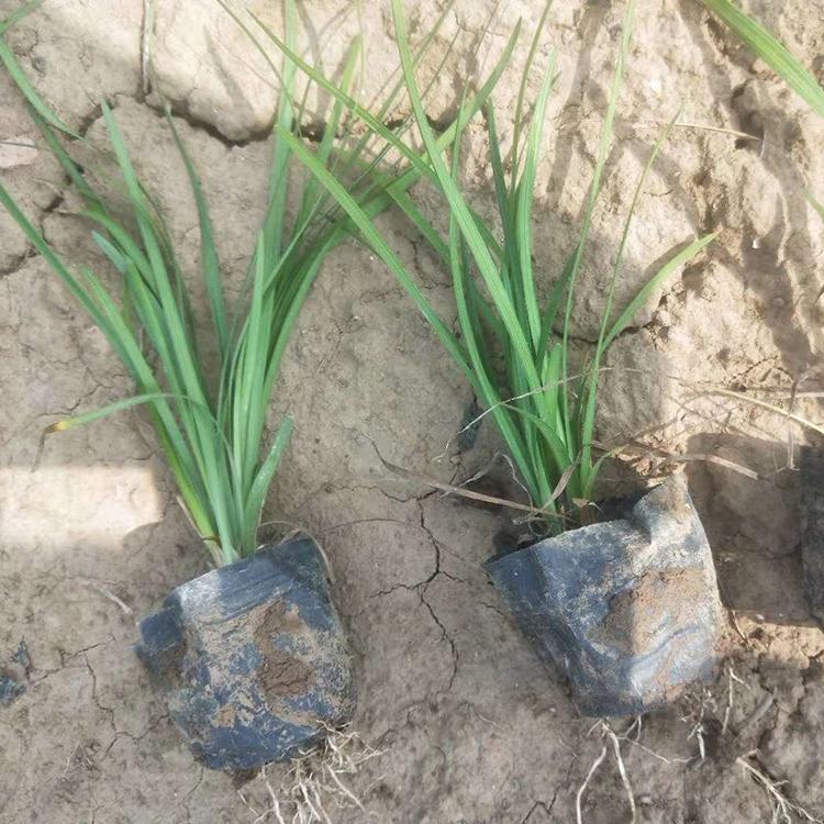 大量现货供应麦冬 麦冬绿化苗 麦冬批发商