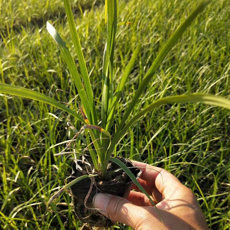 苗圃直销 麦冬 麦冬草报价