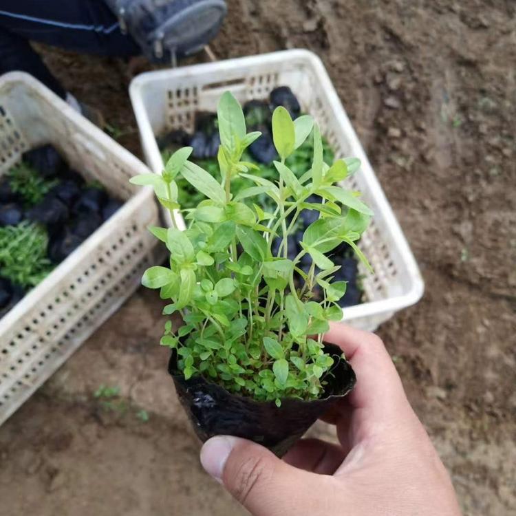 千屈菜 千屈菜-多年生草本 基地现货直供 千屈菜种植