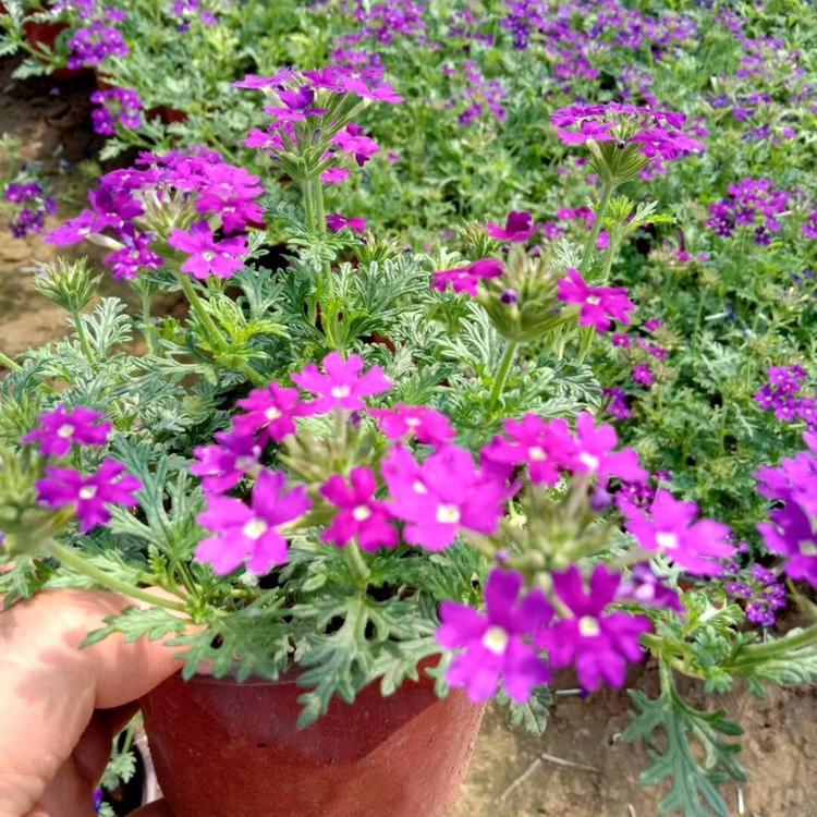 山东美女樱 美女樱种植培育基地  美女樱小苗  美女樱报价
