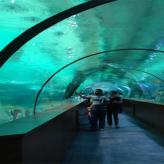 海底隧道 承接亚克力海底隧道工程  亚克力海底隧道室外景观工程