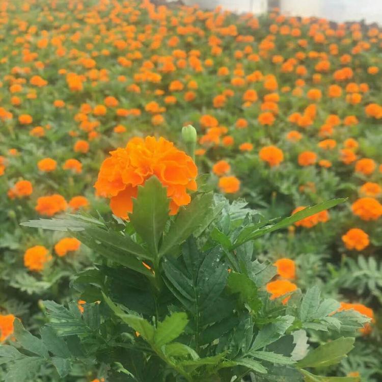孔雀草 孔雀草价格 孔雀草批发 基地直供孔雀草