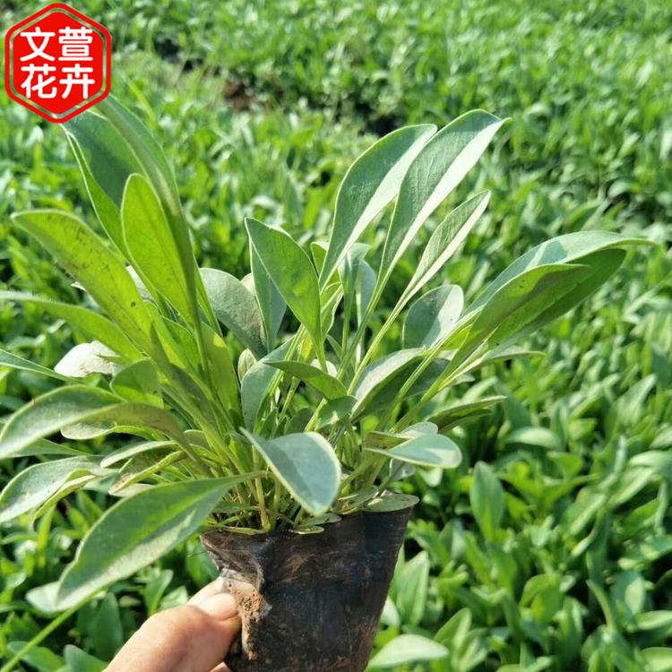 文萱花卉 大花金鸡菊 金鸡菊批发商