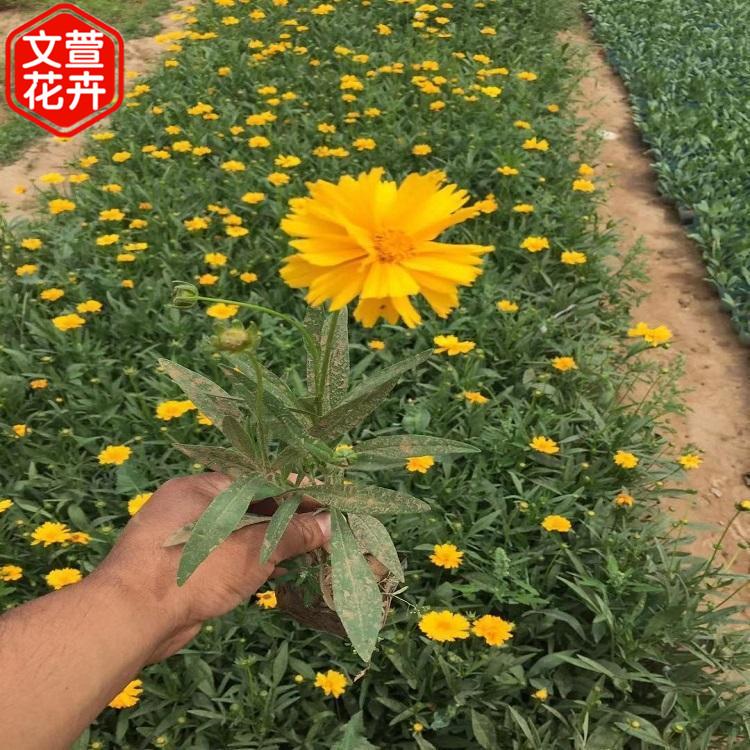 量大优惠 大花金鸡菊 山东金鸡菊供应商