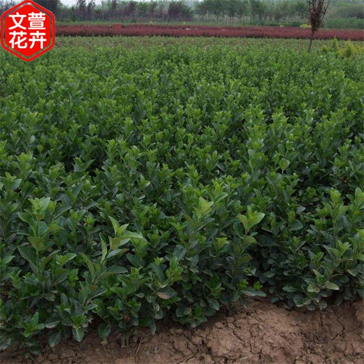 黄杨苗 绿化苗木基地 价格从优 黄杨价格