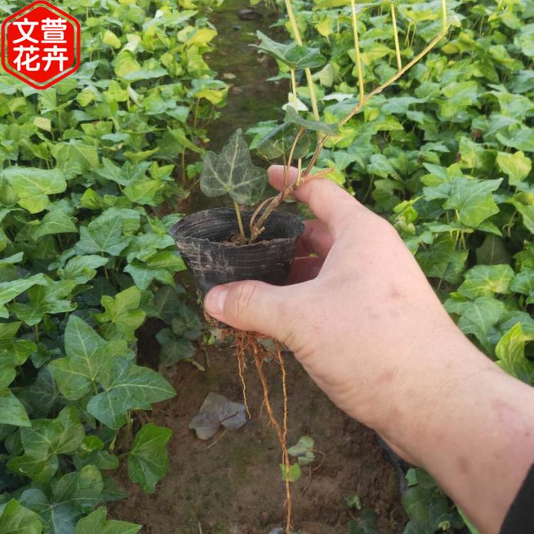 价格从优 常春藤 山东绿化苗木 常春藤供应商