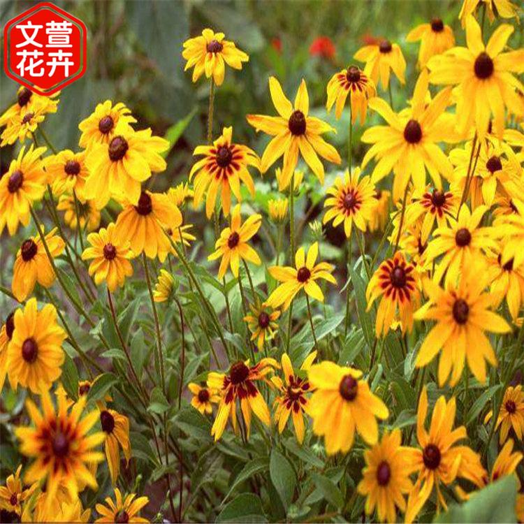 黑心菊批发 自产自销 山东黑心菊