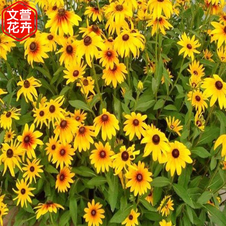 黑心菊种苗基地 长势喜人 青州黑心菊种苗
