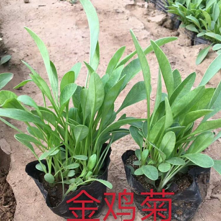 金鸡菊 金鸡菊价格 金鸡菊批发 基地直供金鸡菊