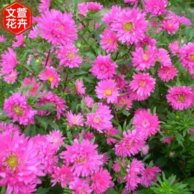 自产自销 翠菊杯苗 草花批发价格