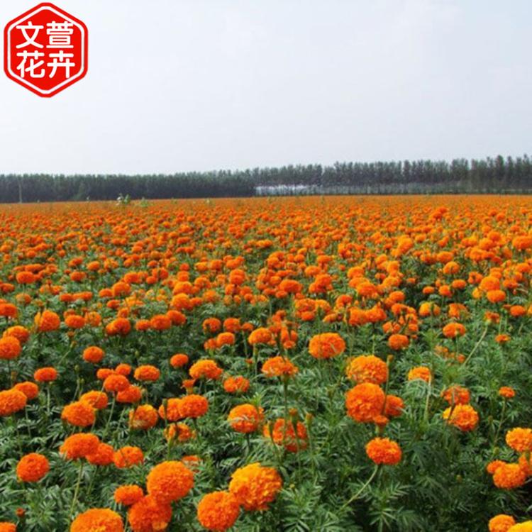青州草花 开花草花供应商 草花批发商