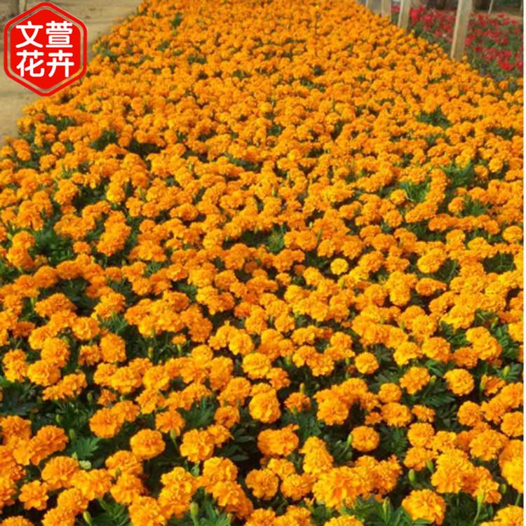 青州草花种植基地 价格从优 草花苗批发@文萱花卉