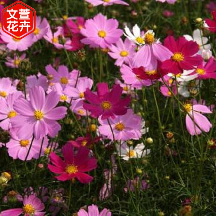 波斯菊批发 价格从优 青州波斯菊苗