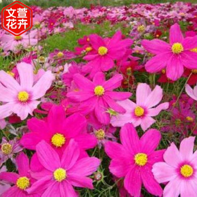 波斯菊供应商 价格从优 青州波斯菊