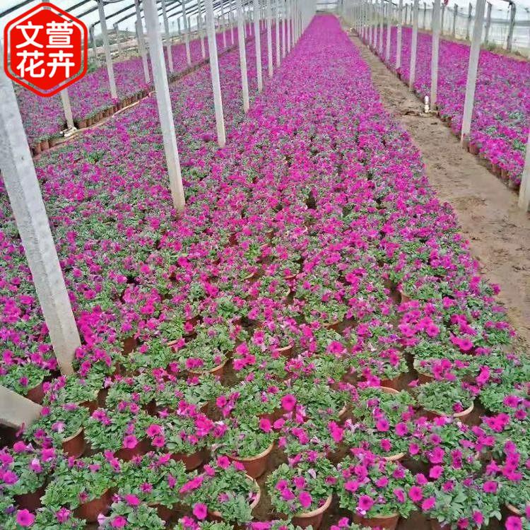 欢迎选购 垂吊矮牵牛 青州宿根草花批发 矮牵牛行情