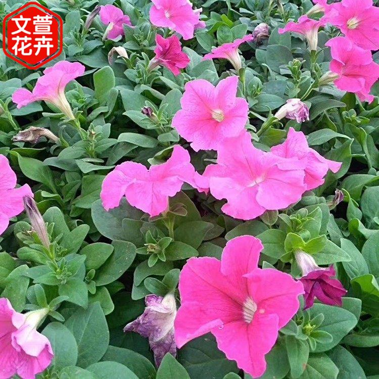 量大优惠 矮牵牛 草花种植基地 矮牵牛价格