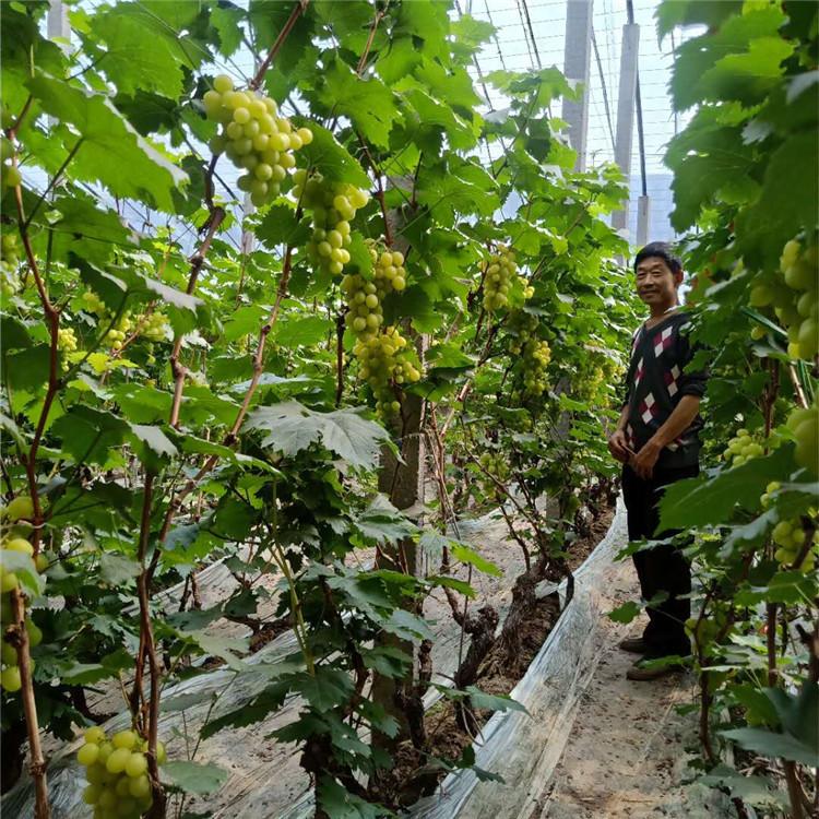 玫瑰香味葡萄苗 金百 可教技术葡萄苗 培育基地发货
