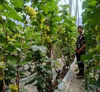 玫瑰香味葡萄苗 金百 可教技术葡萄苗 培育基地发货
