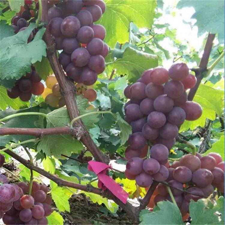 寿光葡萄 即食葡萄 巨峰葡萄 批发好价