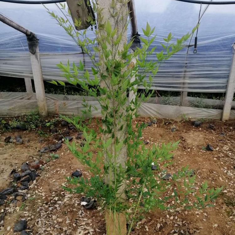 供应南天竹 大量批发 价格优惠