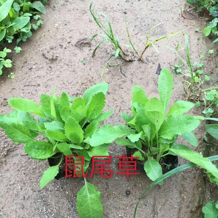 鼠尾草 批发鼠尾草 鼠尾草价格 供应鼠尾草