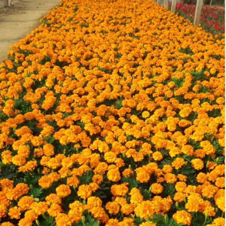 时令草花 山东草花批发商 基地种植