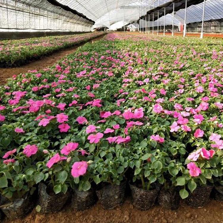 观赏草花直销 苗圃批发非洲凤仙小苗 非洲凤仙报价