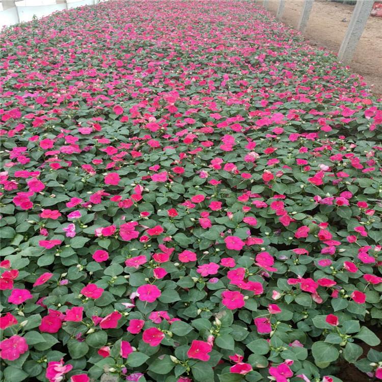 凤仙基地 非洲凤仙小苗 观赏草花直销