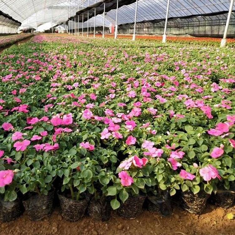 基地供应 非洲凤仙小苗 青州宿根草花基地