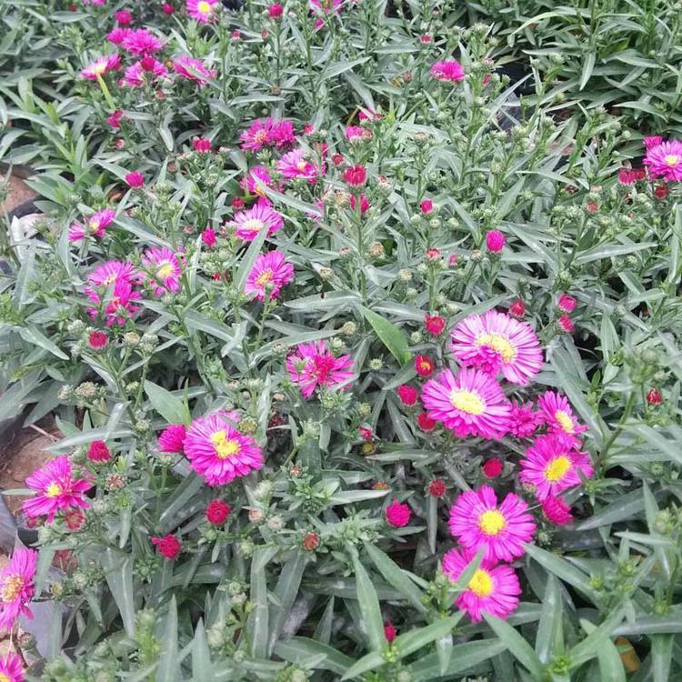 荷兰菊基地 荷兰菊春琳花卉直供 花坛用荷兰菊