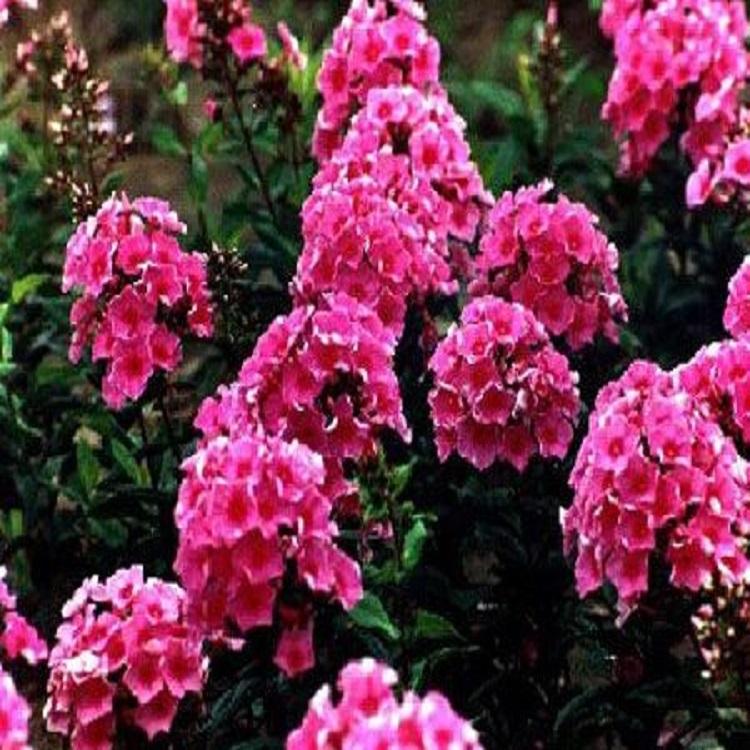 丛生福禄考-花数朵生枝顶 苗圃直销 丛生福禄考基地