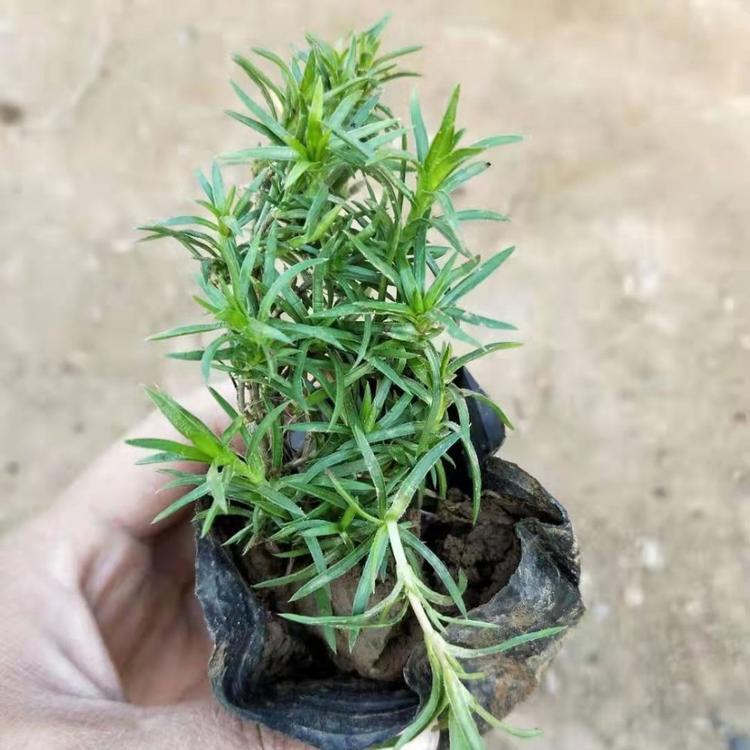 丛生福禄考种植基地 苗圃直供丛生福禄考