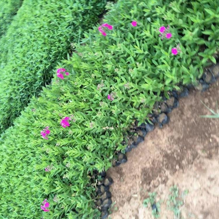 丛生福禄考-花荵科丛生福禄考 大量现货供应 丛生福禄考种植基地