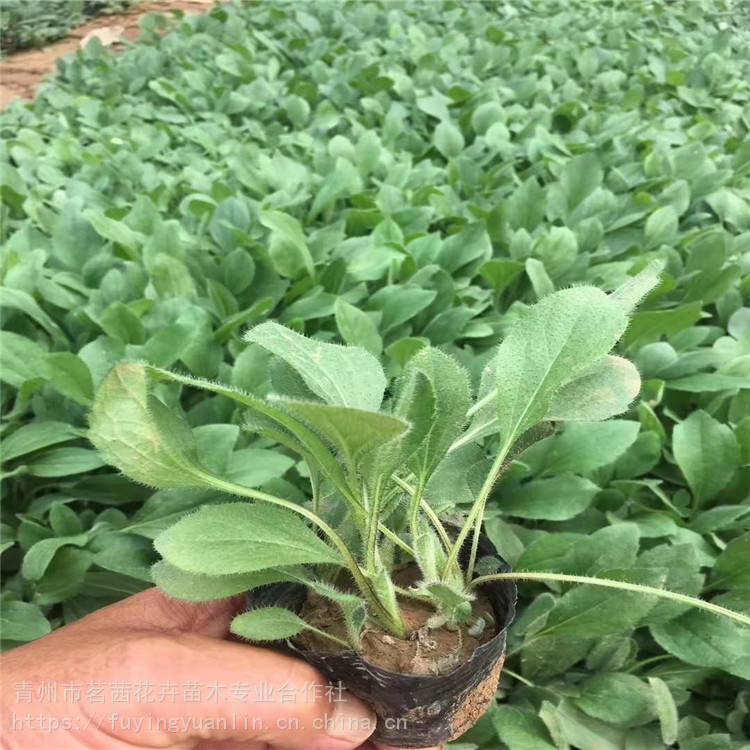 基地出售黑心菊 黑心菊色彩鲜艳 黑心菊种植基地