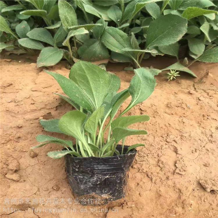 基地优惠直发黑心菊 黑心菊盆栽 黑心菊种植基地