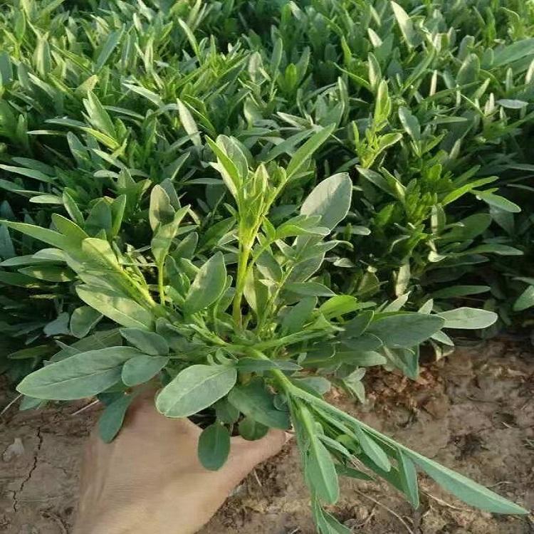 金鸡菊 金鸡菊小苗 草本金鸡菊 基地大量现货供应 树庆