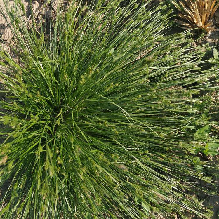 青绿苔草价格 观赏草花基地 苗圃基地批发 青绿苔草幼苗