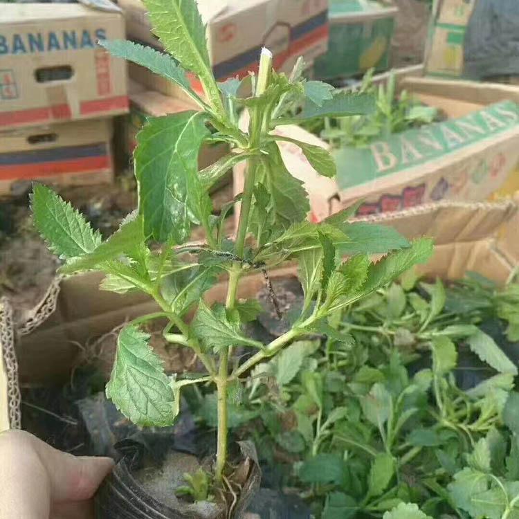 南美柳叶马鞭草 柳叶马鞭草