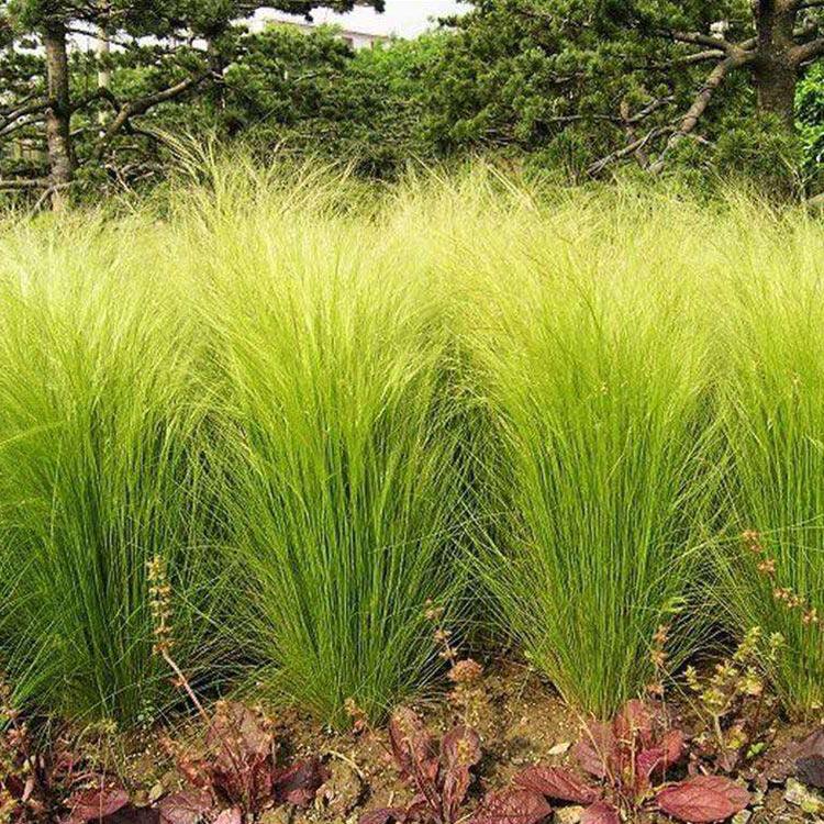 苗圃供应 细茎针茅小苗 细茎针芒销售