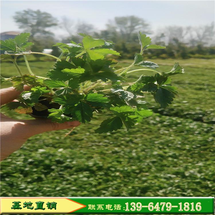 批发三叶委陵菜苗 护坡绿化三叶委陵菜工程苗哪有