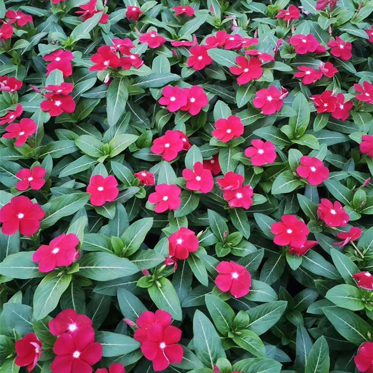 长春花 宿根草花 价格实惠 天天开供应商